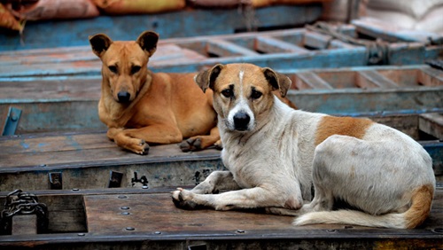 zwerfhond hondsdolheid